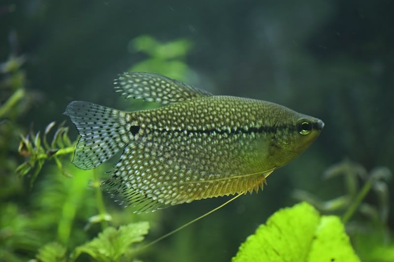 gourami_08.jpg