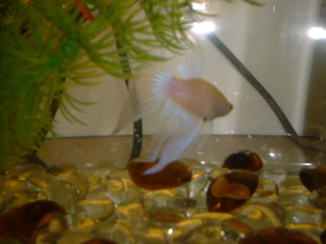 DSCF1136.jpg