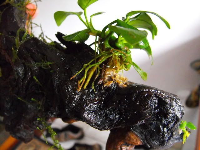 2010_0701118tank0001.jpg