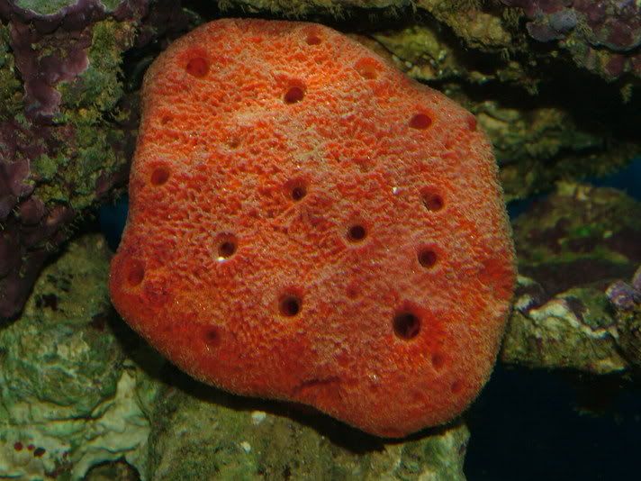 orangeballsponge.jpg