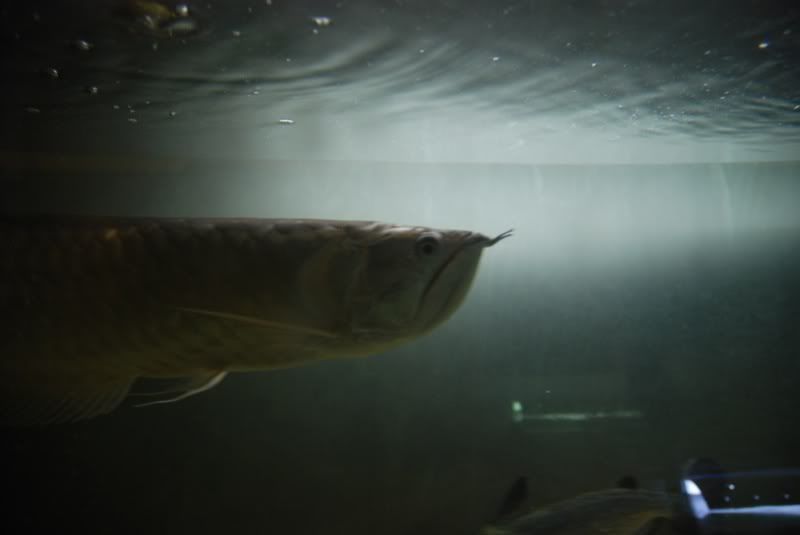 DSC_0178.jpg