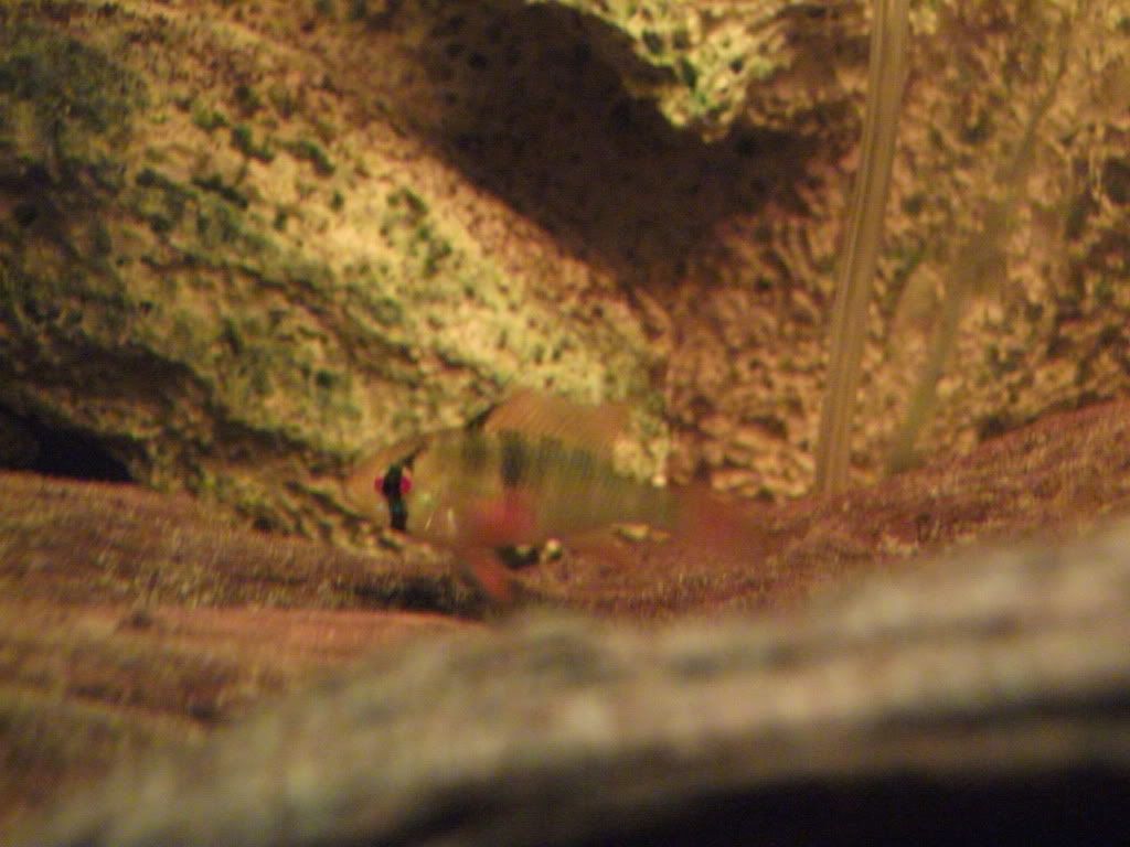 DSCF0531.jpg