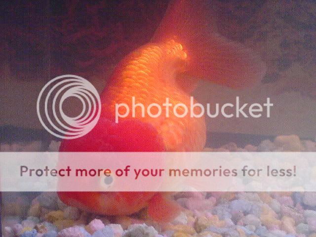 DSC01411.jpg
