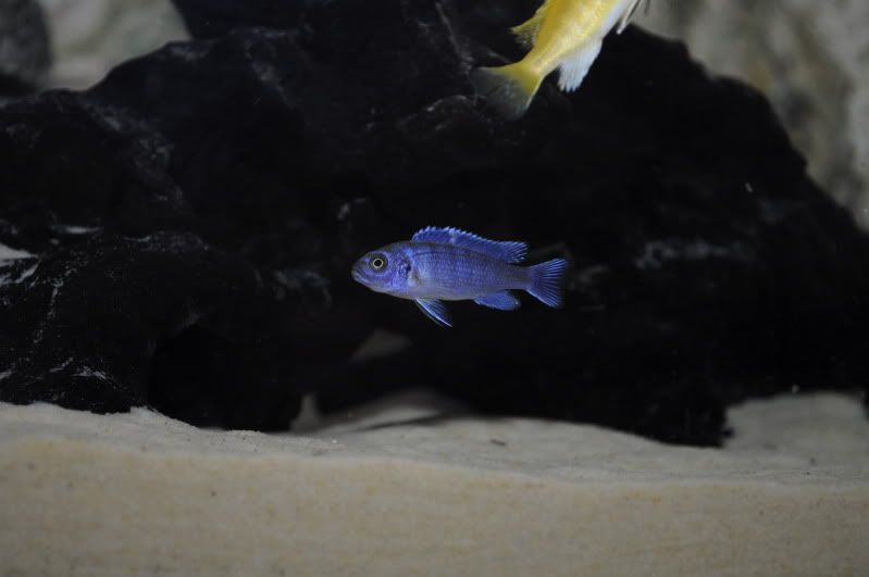 fishnov2011072.jpg