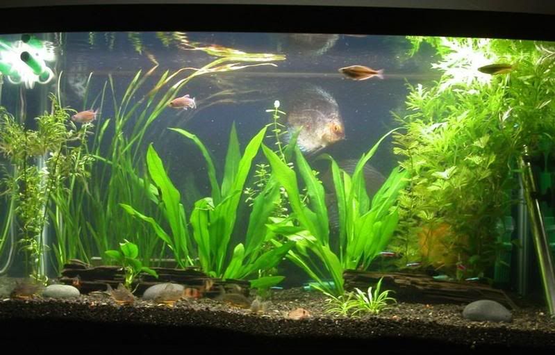 NewTank20070930.jpg