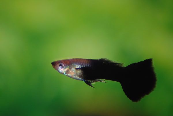 black-guppy.jpg