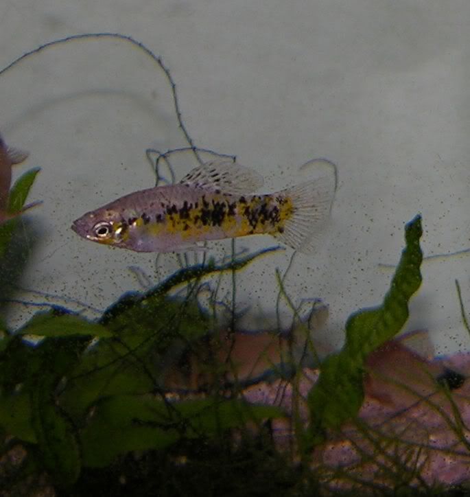 1Male04-07-09.jpg