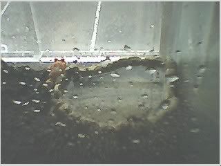 dirtfrog2.jpg