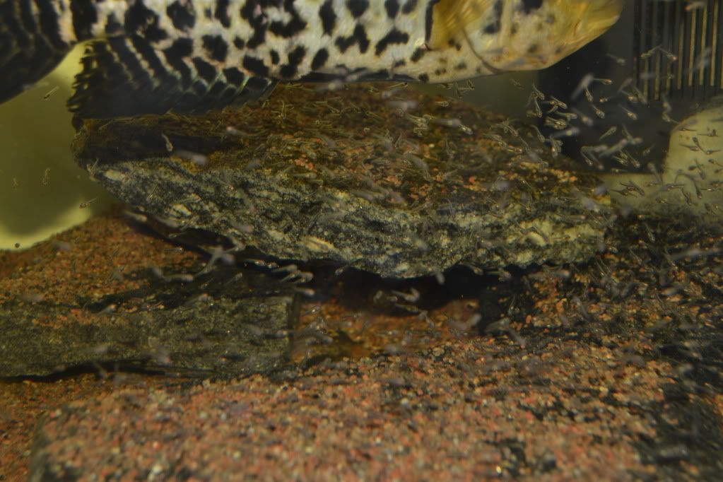 DSC_0749.jpg