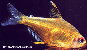 fish_Hyphessobrycon_pulchripinnis.jpeg