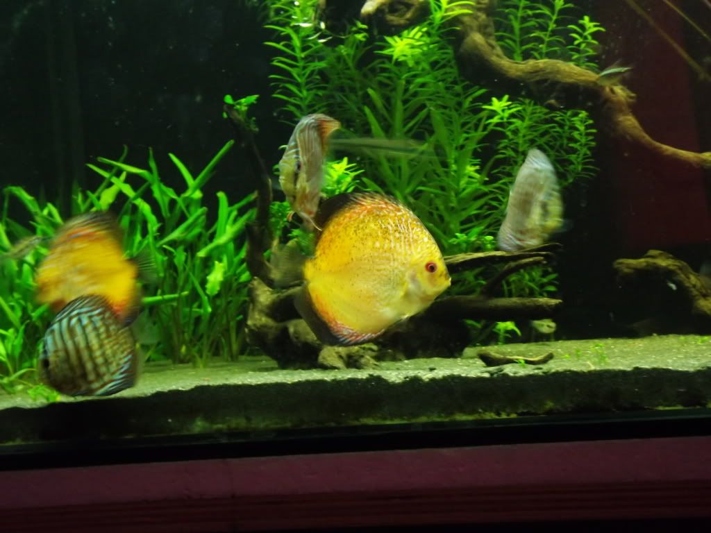 discus003.jpg