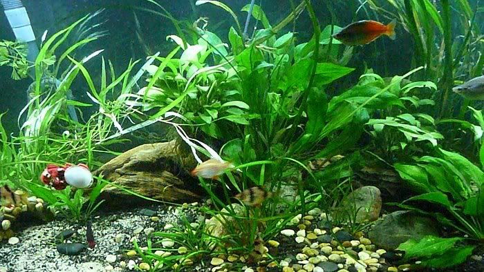 fish20104.jpg
