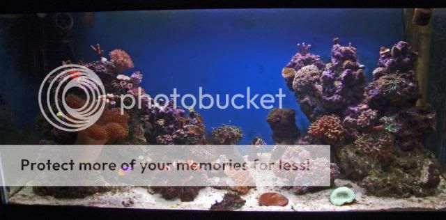 2009_0829Reef0060.jpg