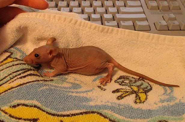 roo001.jpg