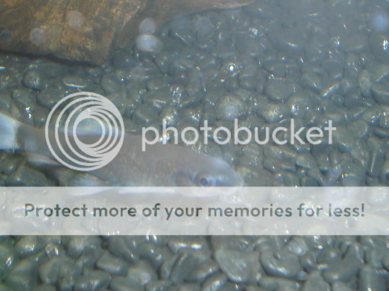 Picture014-1.jpg
