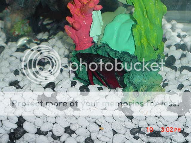 DSC00121.jpg