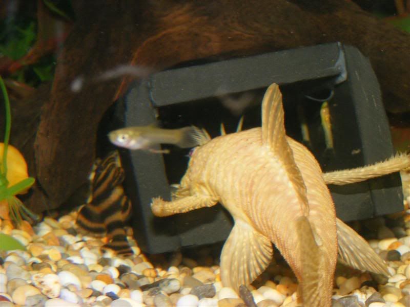 Albino007Medium.jpg