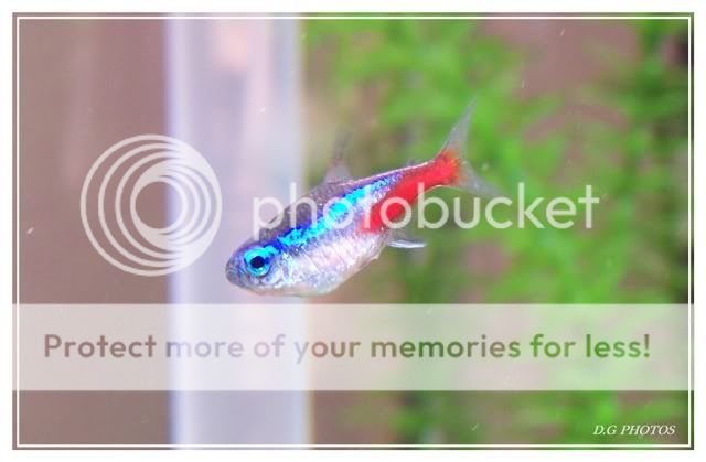 neontetra3.jpg