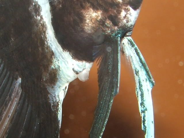 tube004.jpg