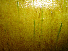 ScreenBuildDay7closeupSmall.jpg