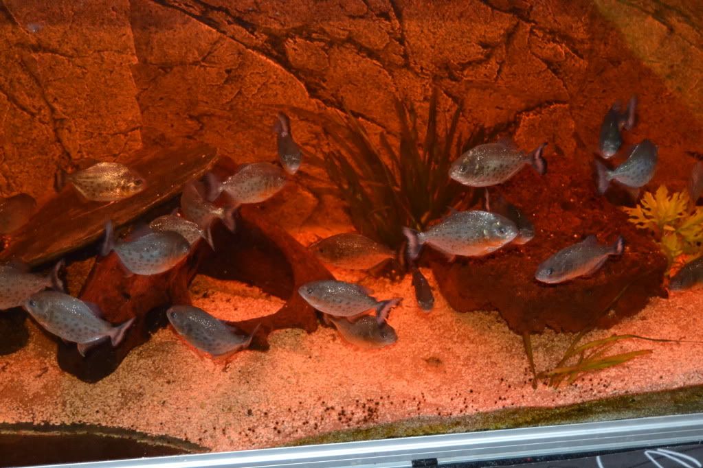 DSC_0062.jpg