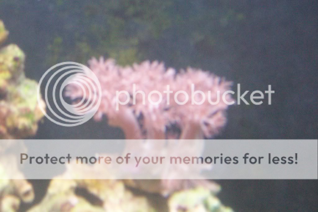 aquarium029.jpg