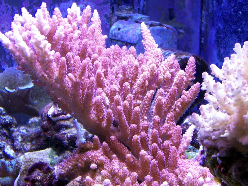 16612red_table_i_think-med.jpg