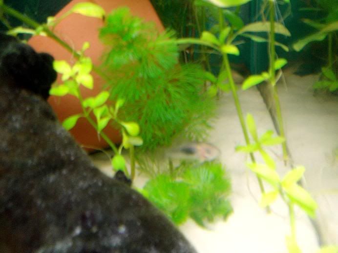 greentopscut.jpg