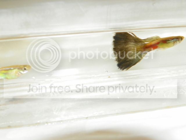 Guppies055.jpg