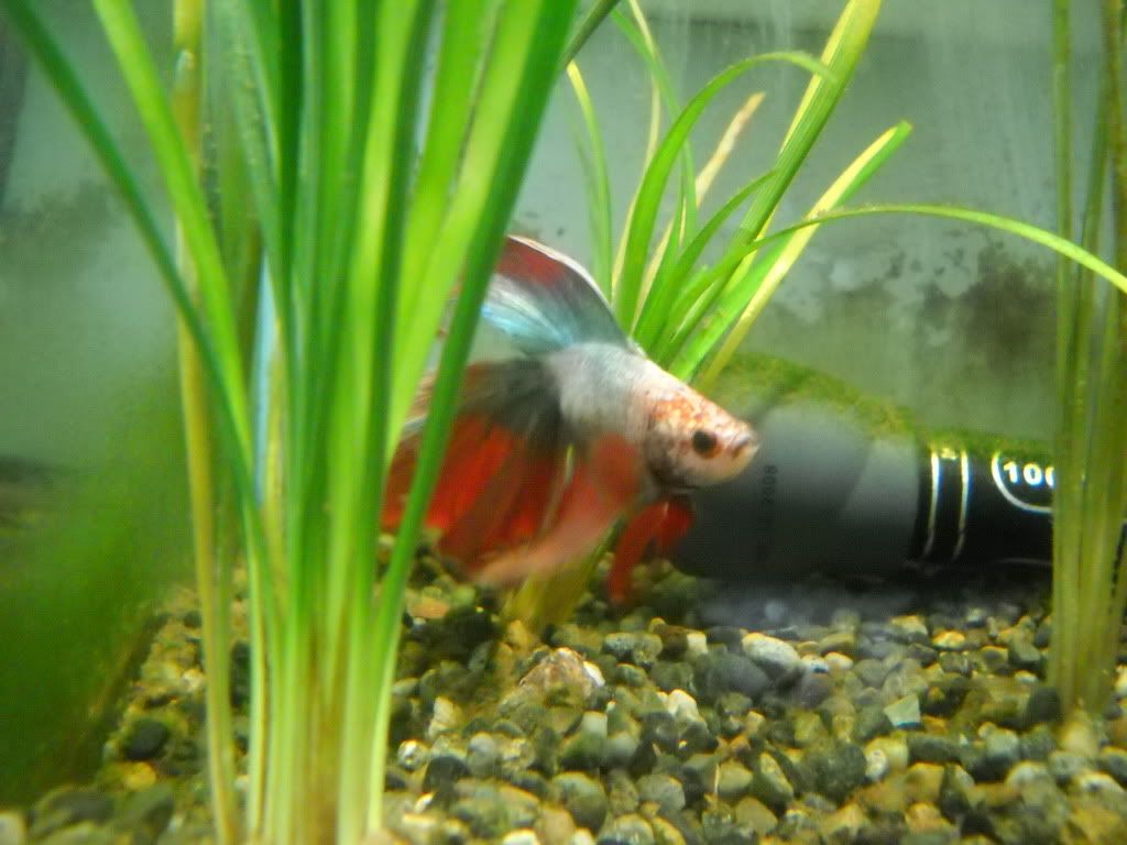 acewithhealedfins018.jpg