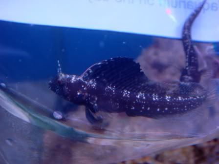 MaleSailfin1.jpg