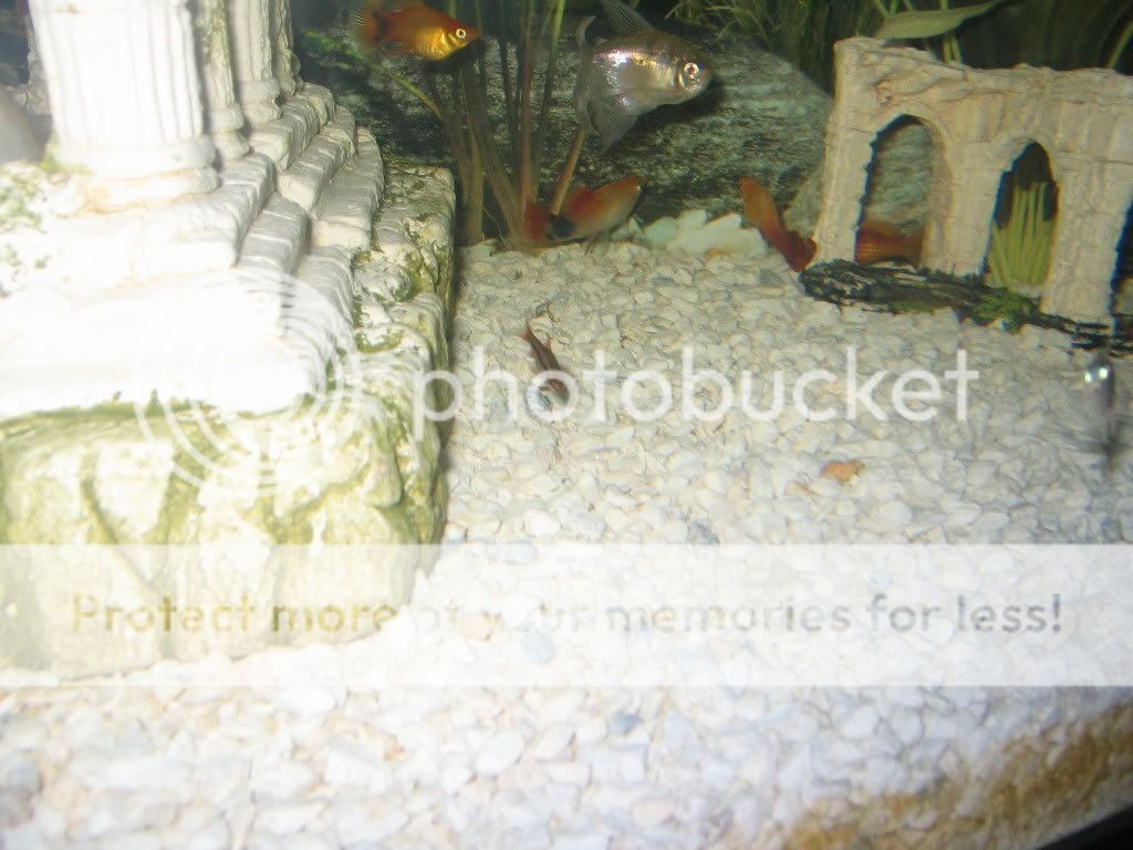 reptiles121.jpg