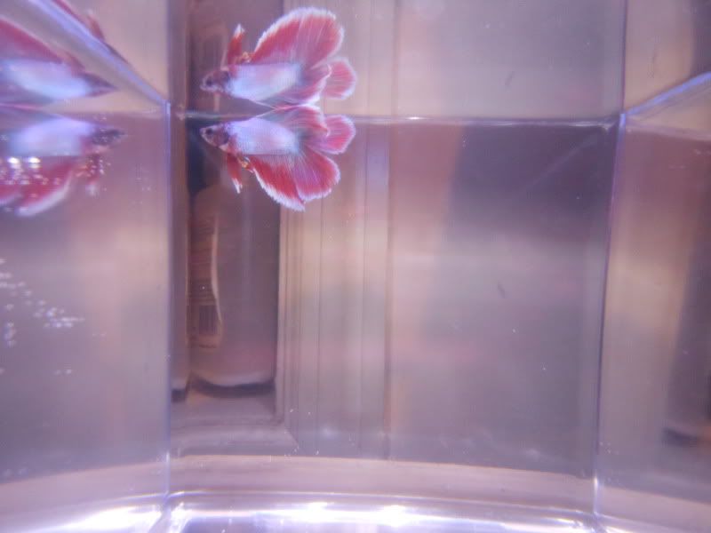 DSCN2097.jpg