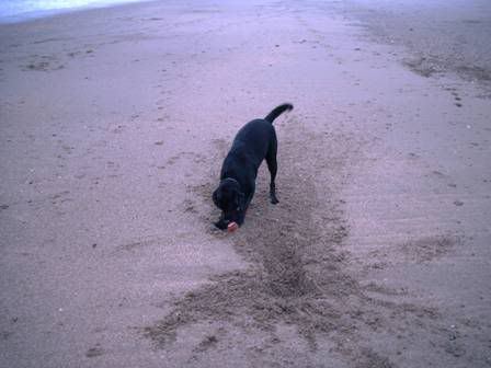 skeg4.jpg