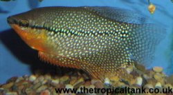 pearl_gourami.jpg