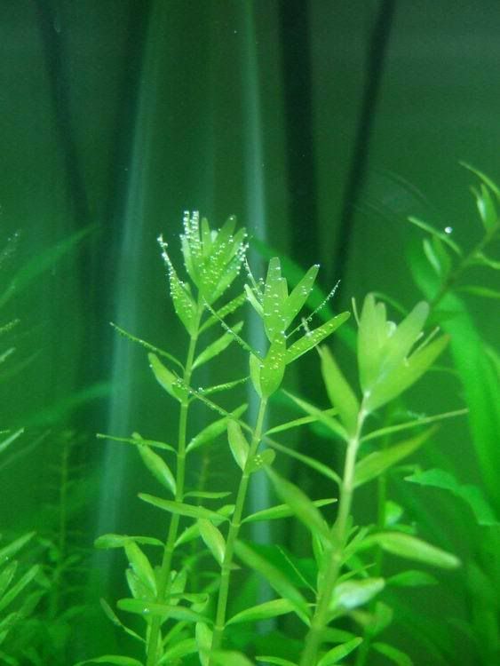 Rrotundifolia-pearling2.jpg