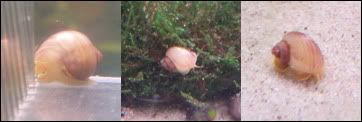 snail-banner2.jpg