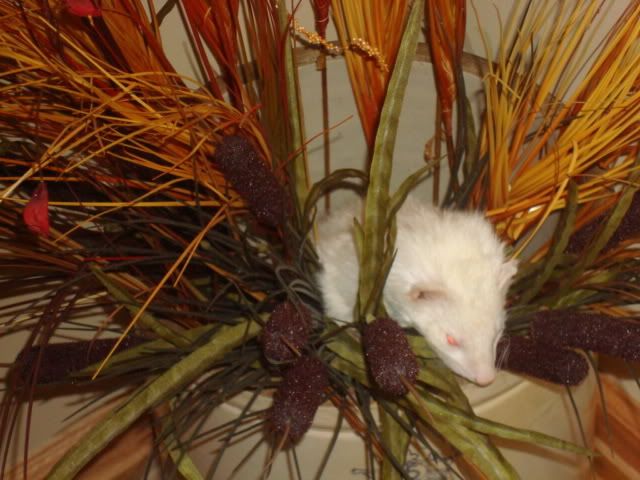 ferrets026-1.jpg