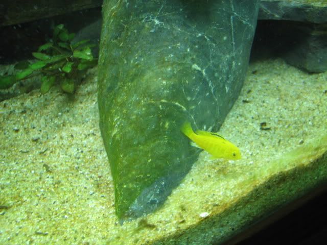 FishTank099.jpg
