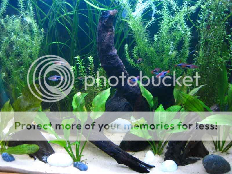 fishtank2.jpg