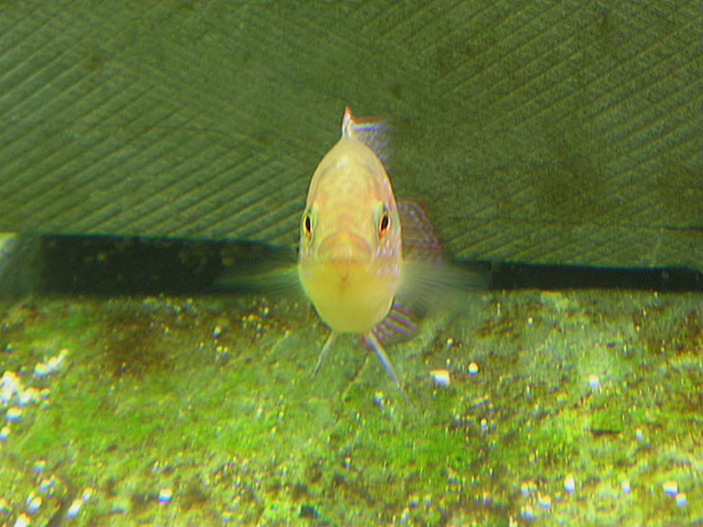 cichlid021.jpg