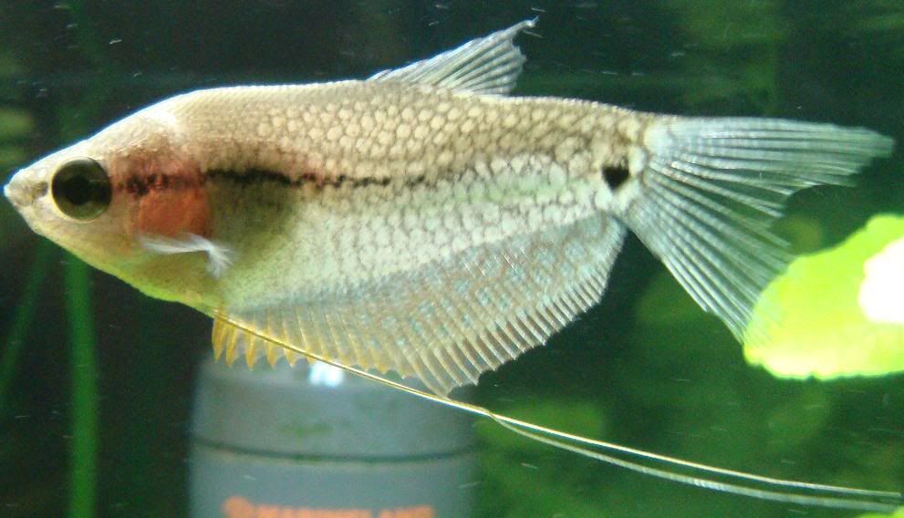 gourami2.jpg