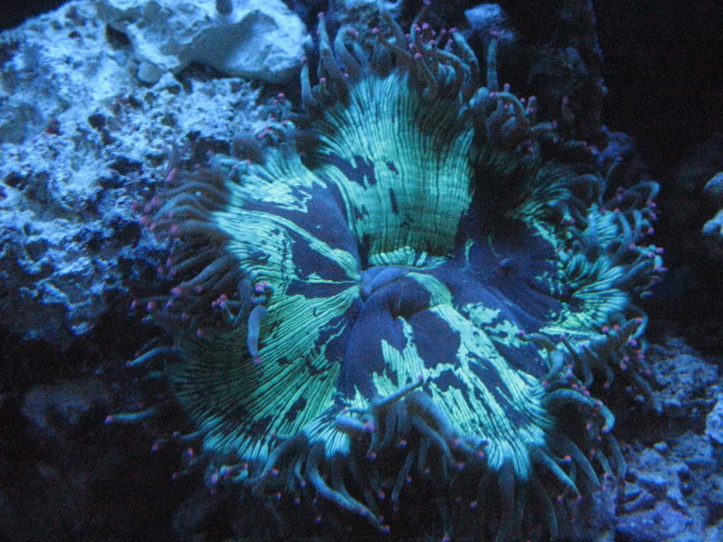 IMG_1909.jpg