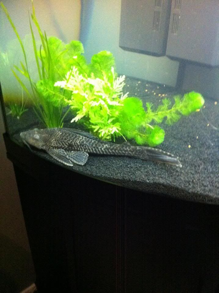 plec.jpg