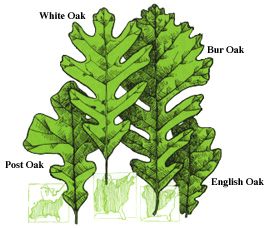 pg58.jpg