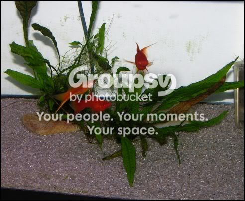 Swordtails5-5-10.jpg