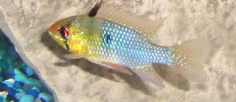 blueramcich.jpg