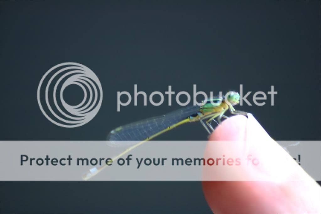 Damselfly.jpg