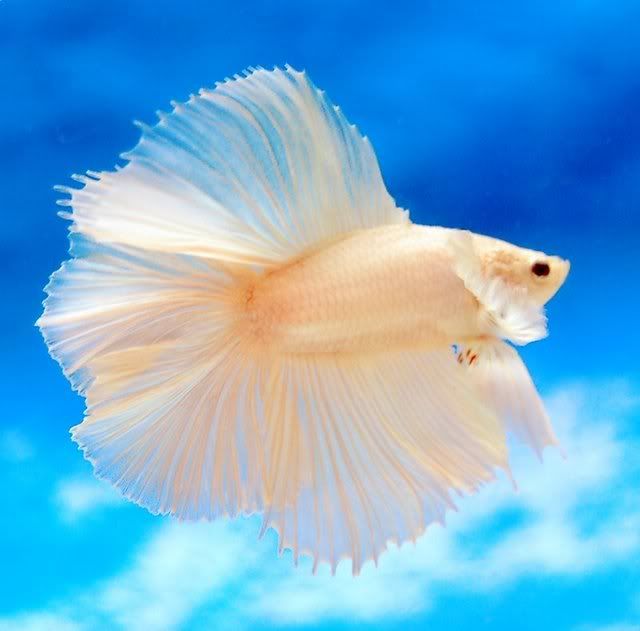 aquafiesta211.jpg