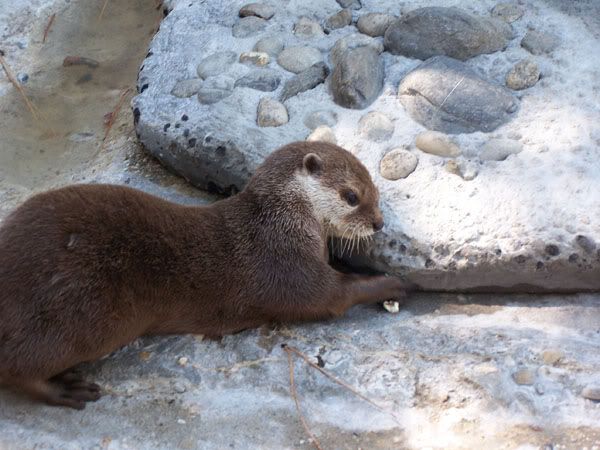 otter2.jpg